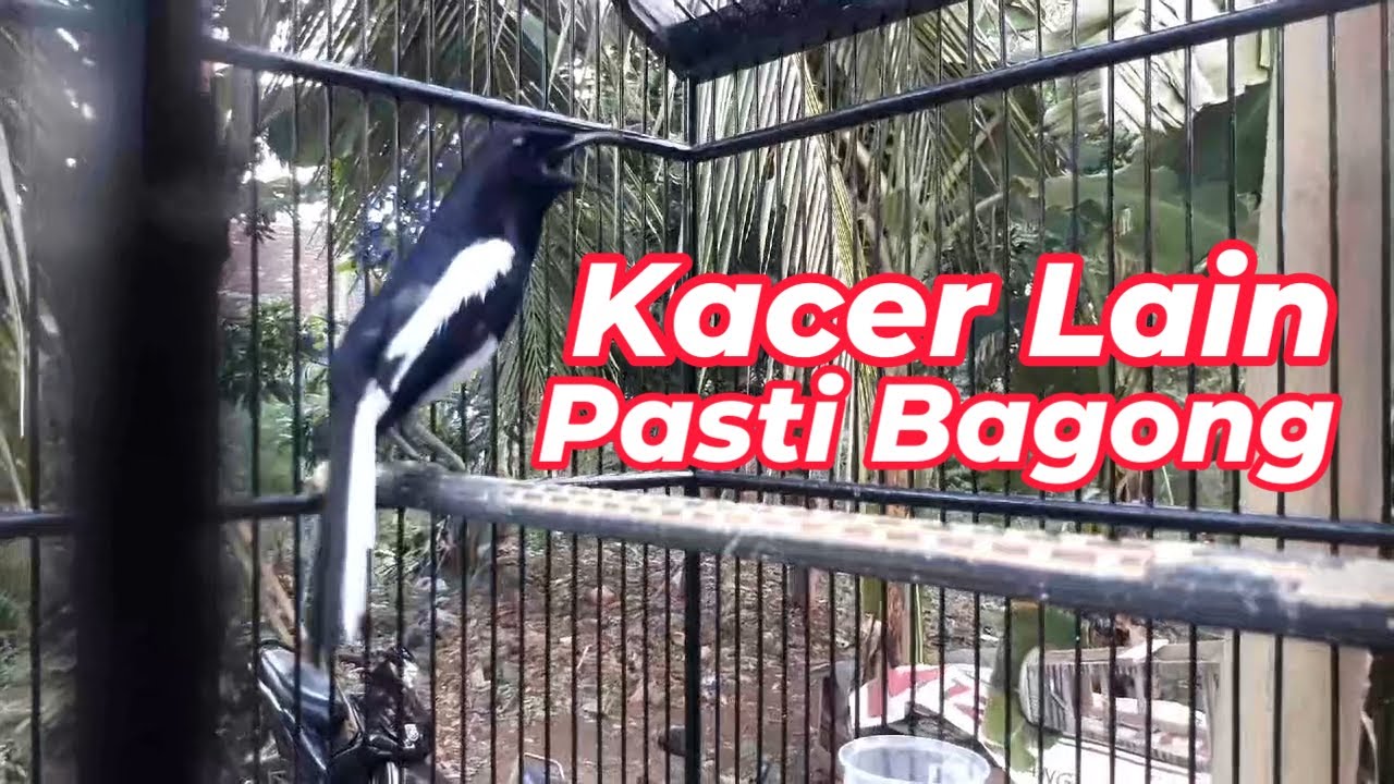 SUARA KACER AGAR CEPAT BUNYI DAN GACOR AUTO KONSLET