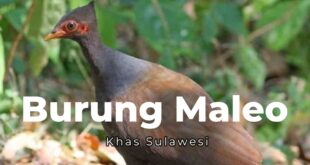 Burung Maleo Khas Sulawesi