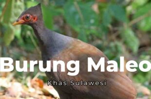 Burung Maleo Khas Sulawesi