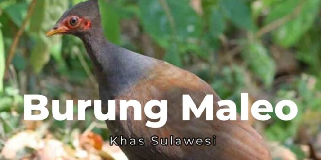 Burung Maleo Khas Sulawesi