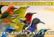 suara pikat semua burung kecil