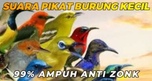 suara pikat semua burung kecil