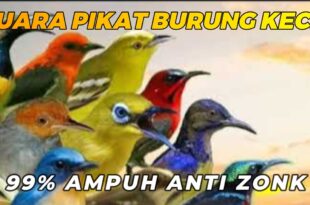 suara pikat semua burung kecil