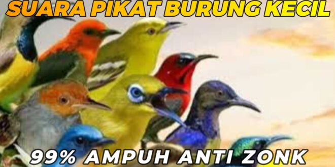 suara pikat semua burung kecil