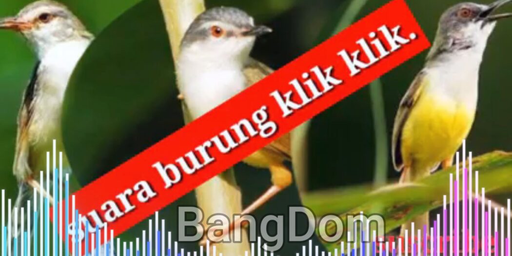 suara Pikat Burung