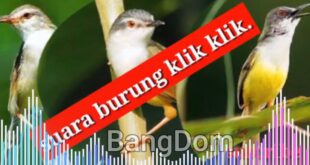 suara Pikat Burung