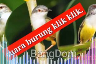 suara Pikat Burung