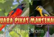 suara burung mantenan