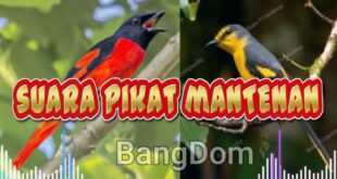 suara burung mantenan