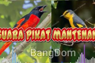 suara burung mantenan