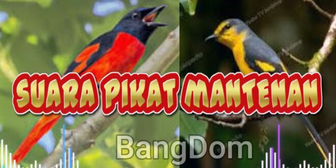 suara burung mantenan